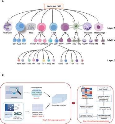 Frontiers | Sc-ImmuCC: Hierarchical Annotation For Immune Cell Types In ...